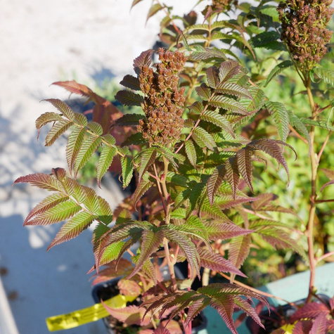 Tawlina jarzębolistna SEM Miododajna (P9)