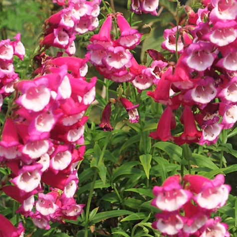 Penstemon Hartwegii Amelia Jayne (C2)