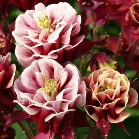 Orlik pospolity Winky Double Rose and White (C2)