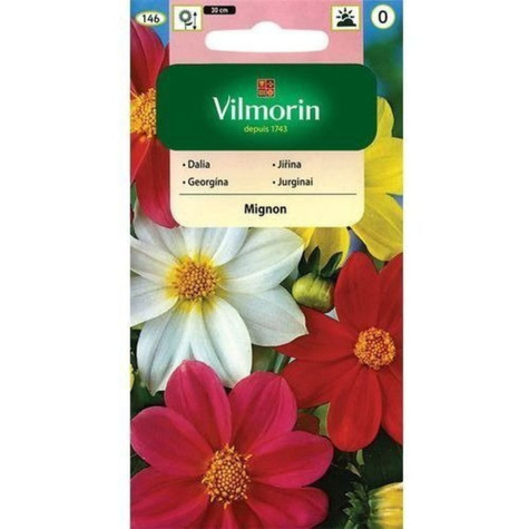 Dalia zmienna karłowa pojedyncza Mignon mix 1g