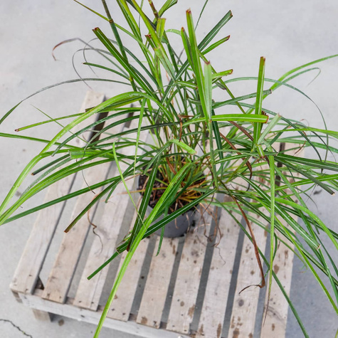 Miskant chiński Purple Fall (C2)