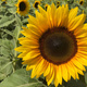 Słonecznik ogrodowy Helianthus annuus 10g Plantico