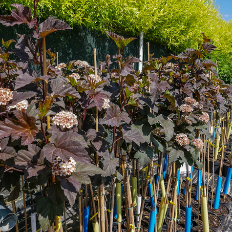 Pęcherznica kalinolistna Diabolo FA (C5)