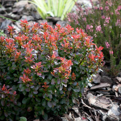 Berberys thunberga Bagatelle (P9)