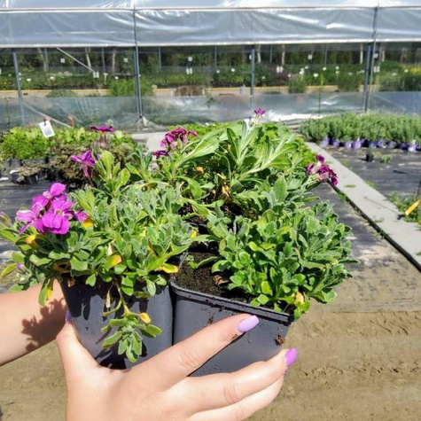 Żagwin Ogrodowy Cascade Rot