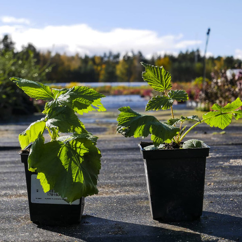 Malina powtarzająca owocowanie Polka (C2)