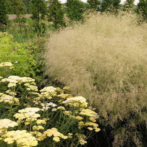 Śmiałek Darniowy Pixie Fountain (C2)