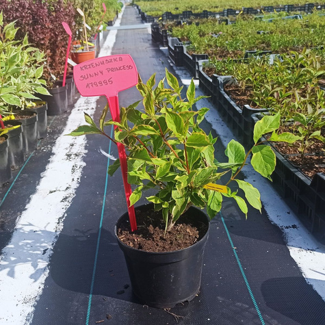 Krzewuszka cudowna Sunny Princess (C2)