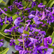 Hardenbergia Regent (P9)