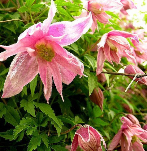 Powojnik Clematis botaniczny Markham's Pink