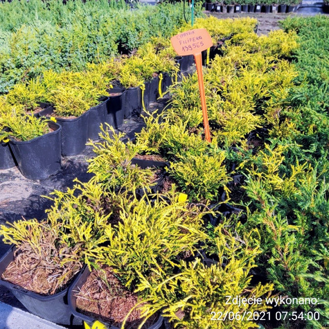 Cyprysik groszkowy Filifera