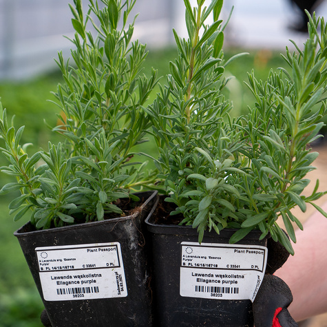 Lawenda wąskolistna Ellagance purple (C2)