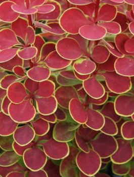 Berberys thunberga Orange Moon (C2)