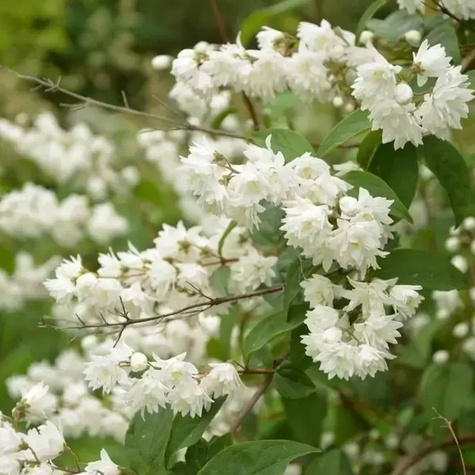 Żylistek karbowany Pride of Rochester (P9)