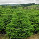 Jodła kaukaska Plant Pack