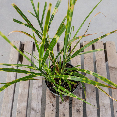 Miskant chiński Strictus (C2)