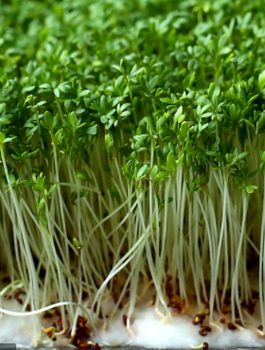 ZESTAW ALLEGRO Rzeżucha nasiona na kiełki BIO 15g