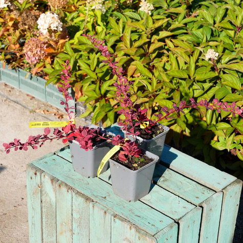 Berberys thunberga Rosetta (C2)