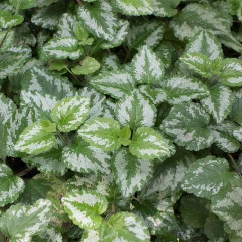 Gajowiec żółty Florentinum (C2)