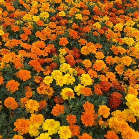 Aksamitka rozpierzchła pełna mix 1g