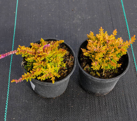 Wrzos pospolity Orange Queen