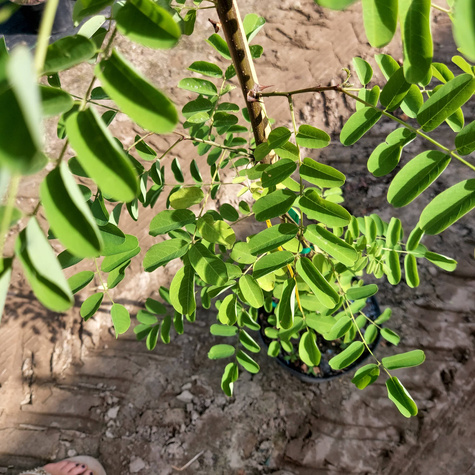 Grochodrzew Robinia akacjowa Akacja Cenny dla pszczół (C2)