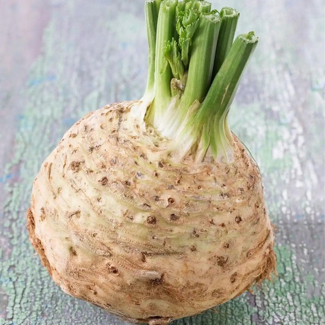 ZESTAW ALLEGRO Seler korzeniowy Talar wczesny 0,5g