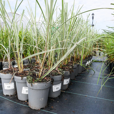 Miskant chiński Strictus (C2)