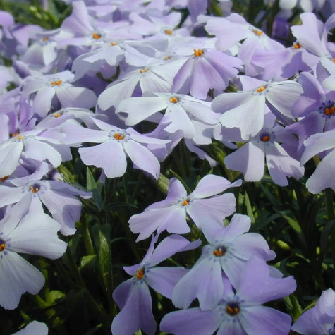 Płomyk szydlasty Fabulous Blue Violet