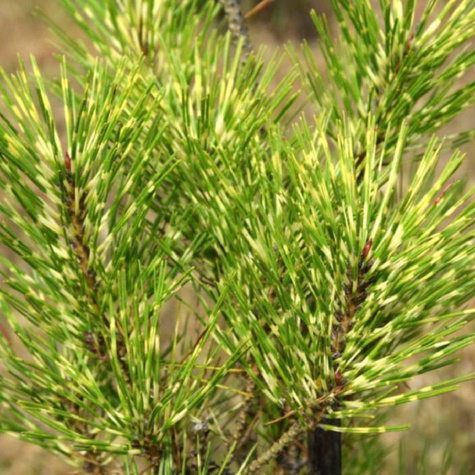 Sosna gęstokwiatowa Rainbow
