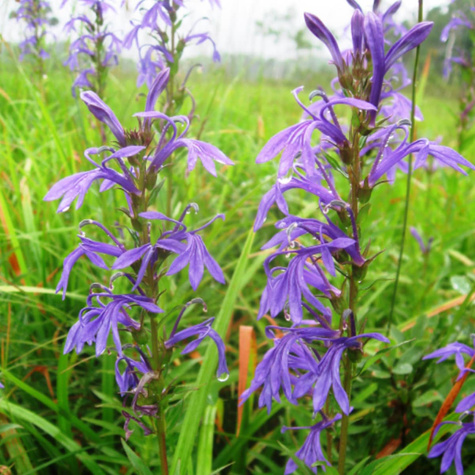 Lobelia sessilifolia