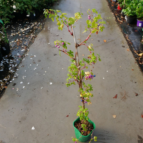 Winnik zmienny Elegans