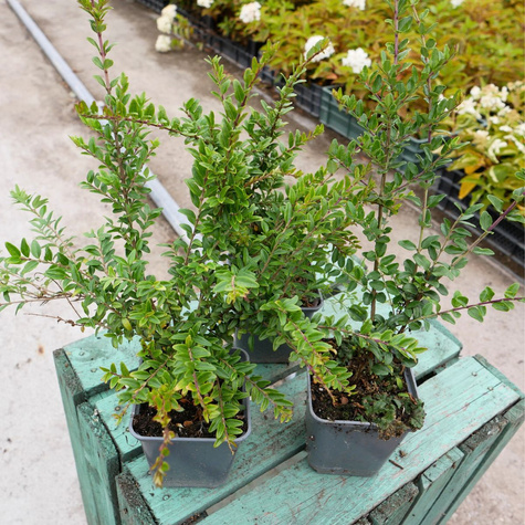 Suchodrzew lśniący mirowaty Elegant (P9)