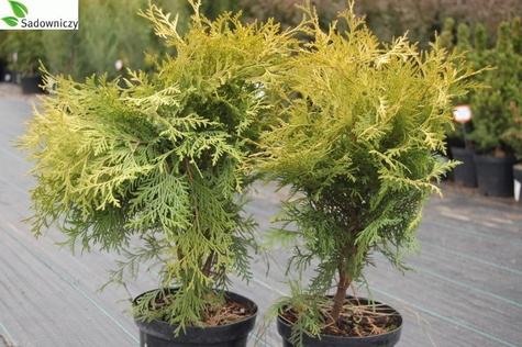 Thuja Tuja Żywotnik zachodni Golden Globe (C2)