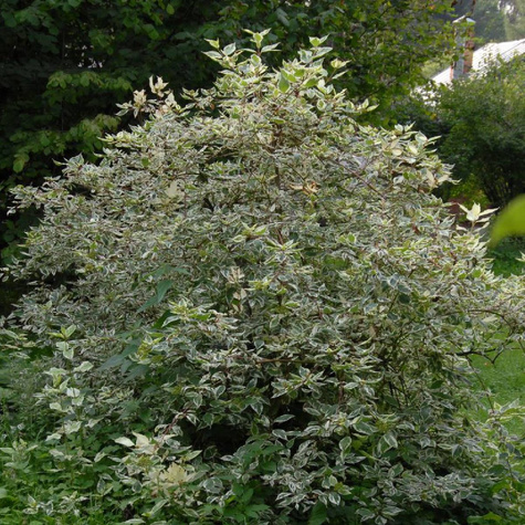 Dereń biały Ivory Halo Bailhalo (C2)