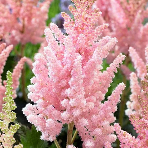 Tawułka chińska Vision in Inferno (C2)