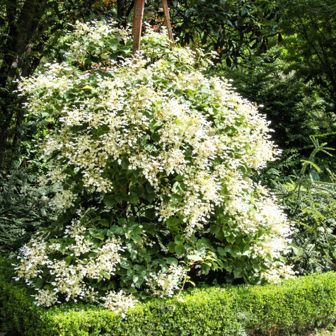 Przywarka japońska (C2)