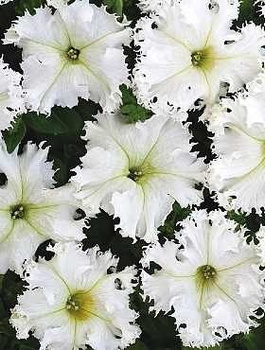 Petunia ogrodowa Koronkowy Welon 0,05g