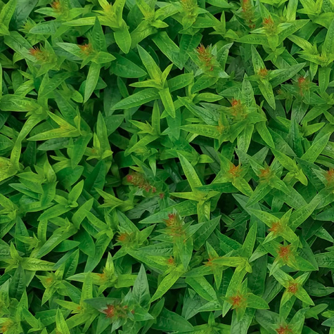 Krwawnica pospolita Robin (C2)