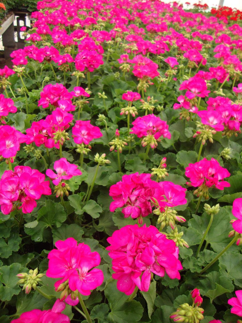 Pelargonia stojąca różowa Piękne sadzonki