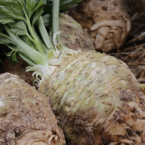 Seler korzeniowy Albin Sredniowczesny 0,5g