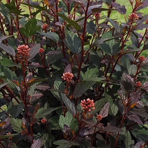 Pęcherznica kalinolistna Little Joker (C1.7)