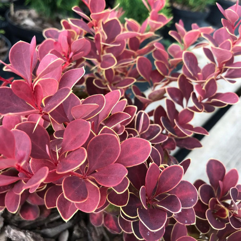 Berberys Thunberga Ruby Star (C2)