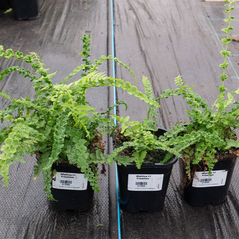 Wietlica samicza Frizelliae (C2)