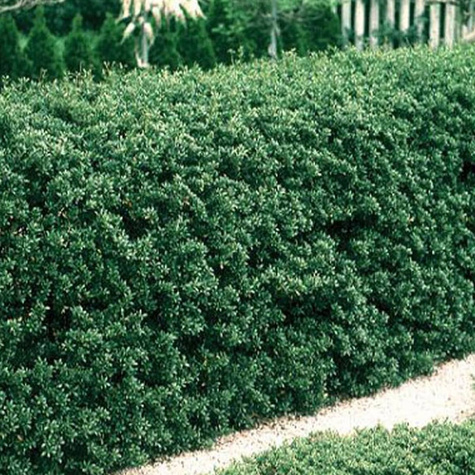 Ostrokrzew bukszpanowy karbowanolistny 'Green Hedge' (C2)