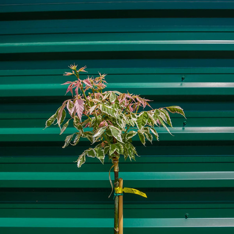 Klon jesionolistny Flamingo szczepiony na pniu