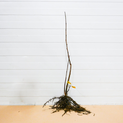 Orzech laskowy Mogulnus Leszczyna Plant Pack