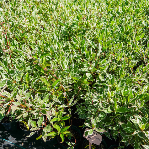 Dereń biały Elegantissima (C2)