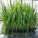 Trawa pampasowa White Feather (C2)