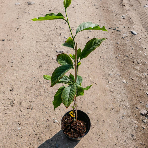 Magnolia Alba Superba (C2)